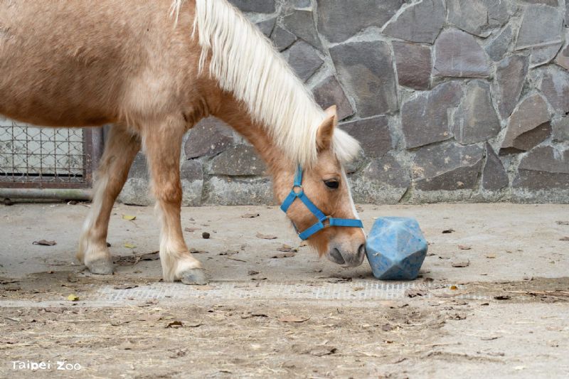 2026臺北兒童月玩翻動物園！兒童節免費入園，一起探索動物保育與夢想城市